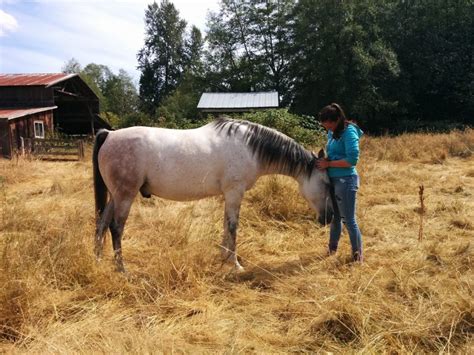 Unions and Rights for Working Animals | Listen To Your Horse