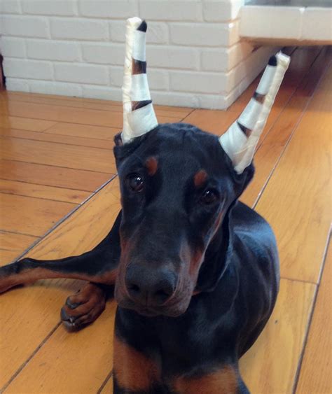 Do Dobermans Ears Stand Up On Their Own
