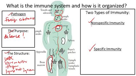 Immune System And Disease Ck 12 Foundation