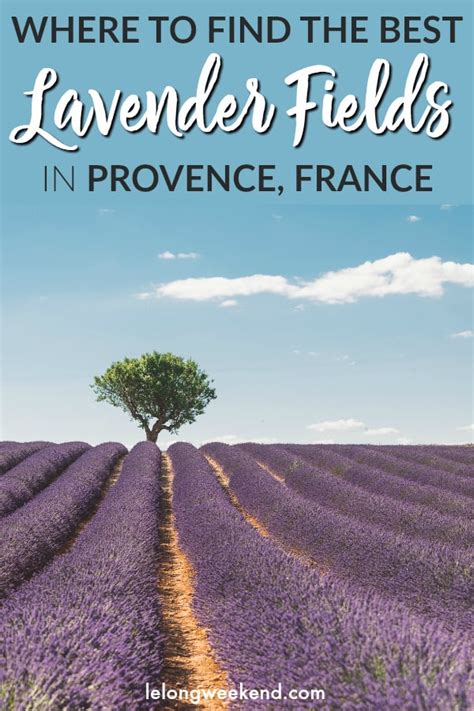Best Lavender Fields Of Provence France 2020 Guide Aix En Provence