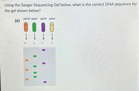 Solved Using The Sanger Sequencing Gel Below What Is The Chegg