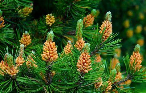 Wallpaper Flower Tree Pine Images For Desktop Section Download