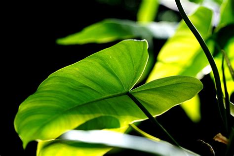나뭇잎 식물 자연 Pixabay의 무료 사진 Pixabay