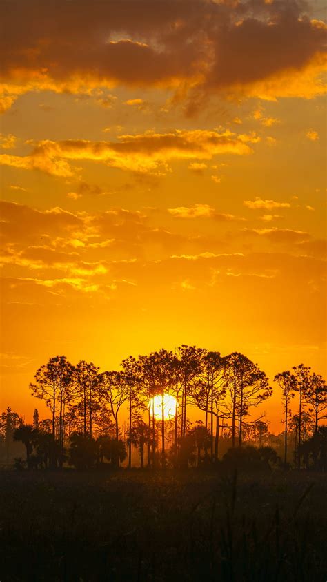 1920x1080px 1080p Free Download Sunset Sun Trees Silhouette Hd