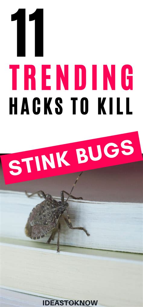 11 Ways To Get Rid Of Stink Bugs Stink Bugs Stink Bugs