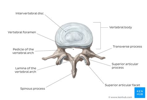 Parts Of The Lumbar Vertebrae