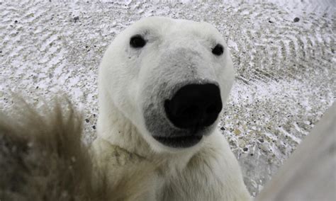 Cnn Visits The Polar Bears Of Churchill Blog Posts Wwf