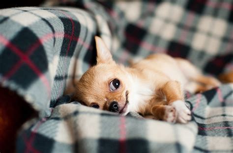 Chihuahua Puppies Chihuahua History Breed And How To Get A Puppy