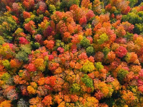 Aerial Top View Of Colorful Autumn Treetops Perfect For Wallpapers