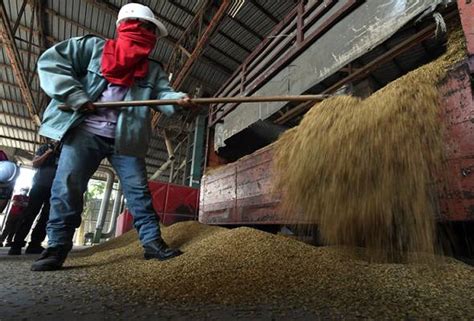 As of 11 january 2021, the government of malaysia has announced the extension of mco, cmco and rmco in certain areas and nationwide too. MCO 3.0: Paddy, rice industry to operate 24 hours at full ...