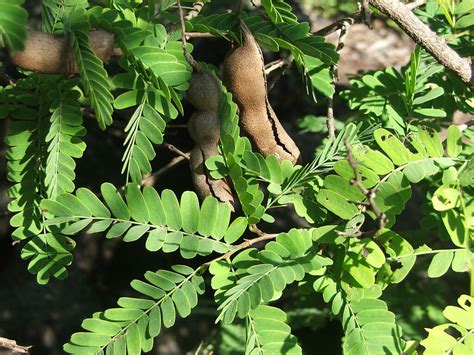 Tamarindus Indica Leaves And Fruit Tamarind Is A Legume Tr Flickr