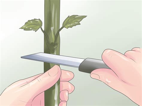 4 Ways To Graft Plants Wikihow