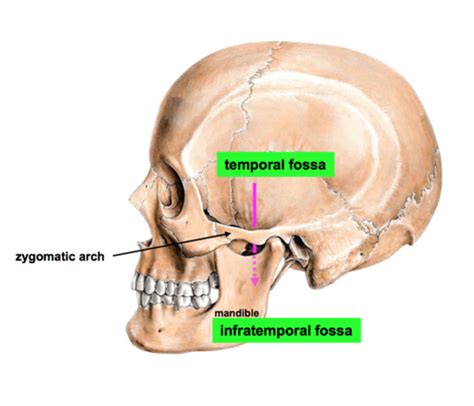 Anatomy Functions And Conditions Of HEAD NECK Medical Yukti