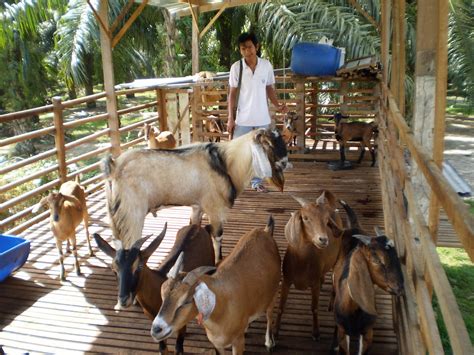 Waktu kambing beranak , anak kembar jantan. dunia ternakan