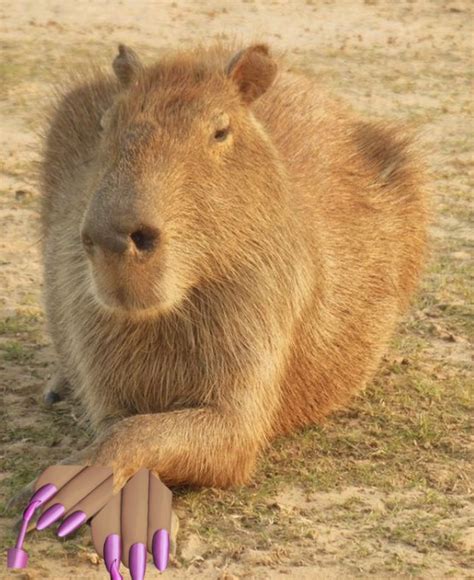 Capybara Capybara Cute Animals Raccoon Dog
