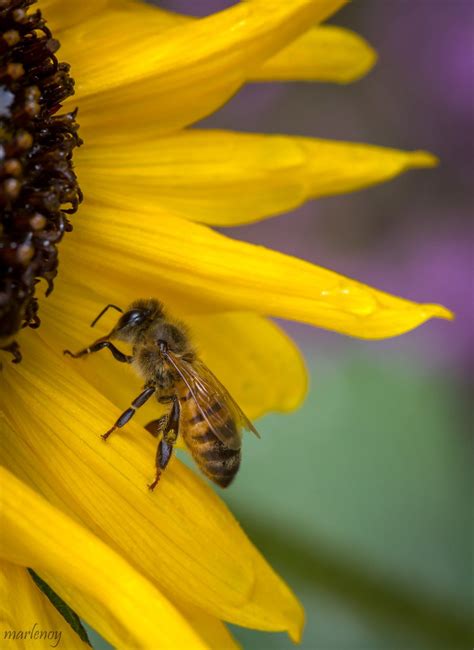 Bees Knees Sunflower Bee