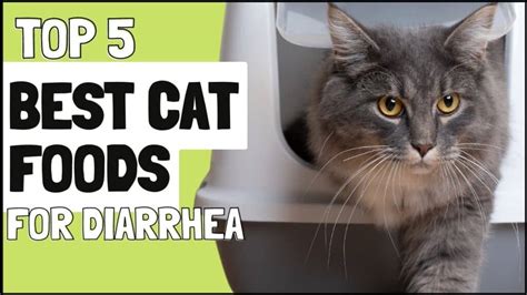 Best Cat Food For Cats With Diarrhea To Stop Sloppy Poos
