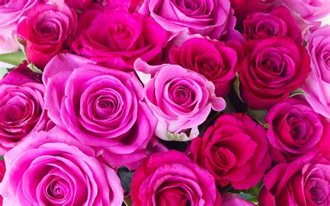 Image Roses Pink Color Flower Closeup 1920x1200