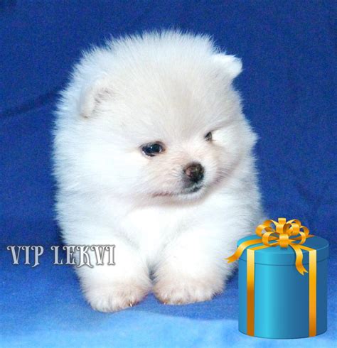 Vip Lekvi იყიდება პომერანული შპიცის თეთრი ლეკვები