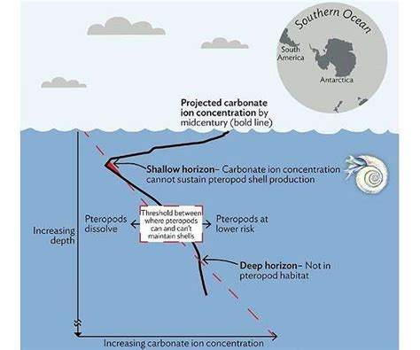 Southern Ocean Acidification Puts Marine Organisms At Risk