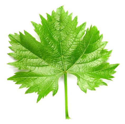 Grape Leaf Isolated On White Stock Image Image Of Water Flora 143154205
