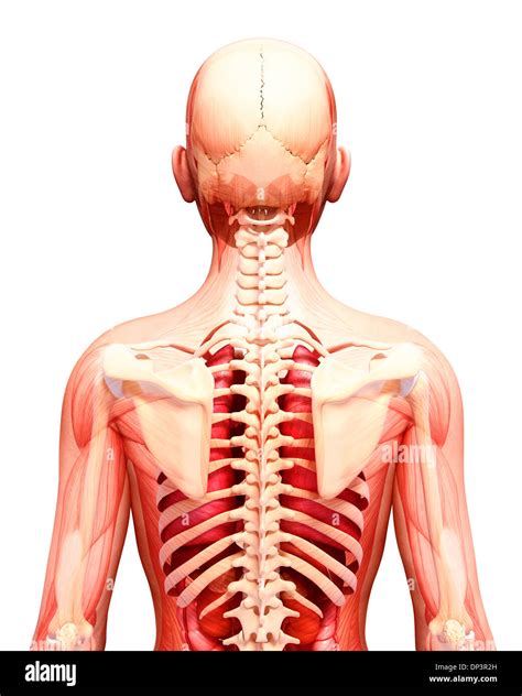 Human Anatomy Artwork Stock Photo Alamy