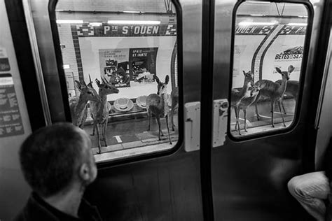 Savanna Animals Took The Paris Metro