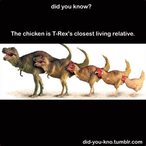 [the humans disappear and text slides in front of the tyrannosaur: The Chicken Is T-Rex's Closet Living Relative Pictures ...