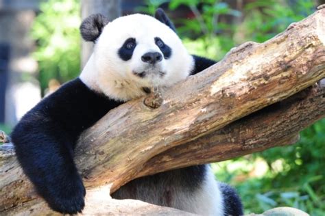 China Ts Two Giant Pandas To Qatar Ahead Of Fifa World Cup Qatar