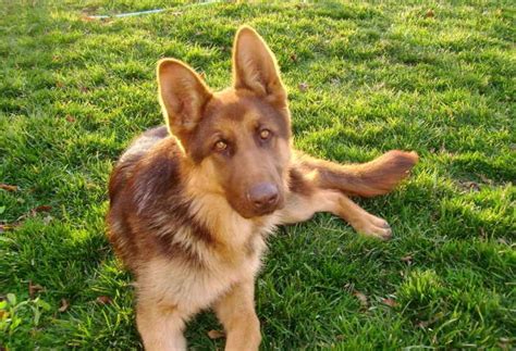 The Abcs Of Owning A Liver German Shepherd 10 Faqs Answered Healthy
