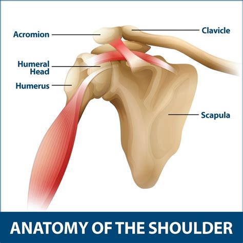 Shoulder Arthritis Info Florida Orthopaedic Institute