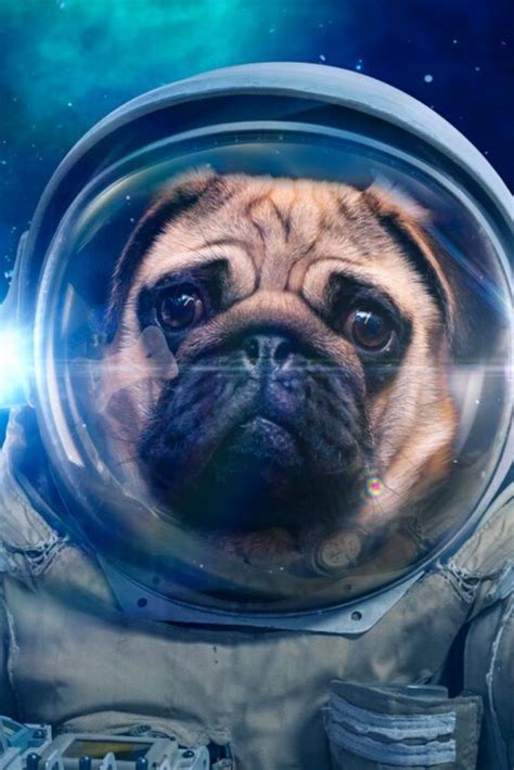 Space Dog In Space Suit Pug In 2020 With Images Pugs Cute Funny