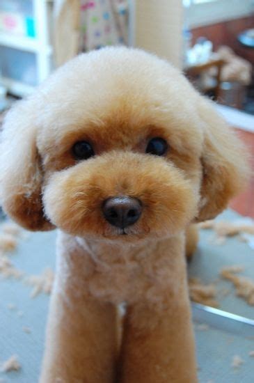 50 Poodle Haircuts Youll Definitely Love Hairstylecamp