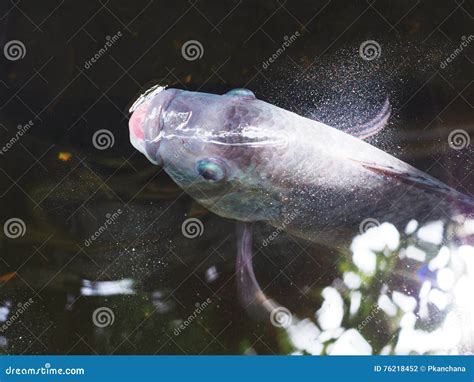 Big Fish In The Water Stock Photo Image Of Mouth Swim 76218452