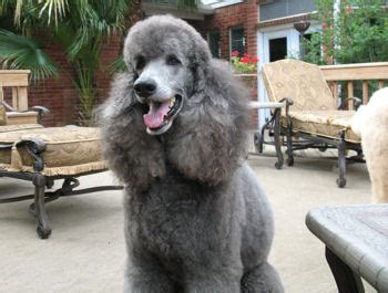 Full grown silver standard poodle. Not A Standard Poodle: Silver Poodle