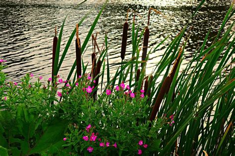 Free Image On Pixabay River Riverbank Rushes Reeds Riverbank