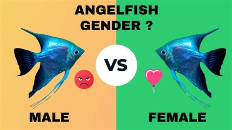 How To Identify Angelfish Gender Male Or Female Youtube