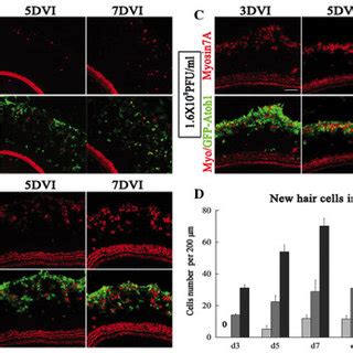(PDF) Atoh1 expression levels define the fate of rat ... It requires planning the subjects that need to be covered, recording the tutorial, editing the video, rendering it and finally.