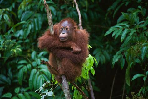 Explainer Can The World Halt And Reverse Biodiversity Loss By 2030