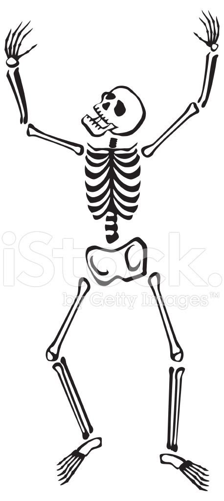 Funny Bones Stock Photo Royalty Free Freeimages