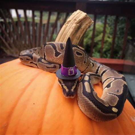Its The Season For Spooky Snakes Snakeswithhats