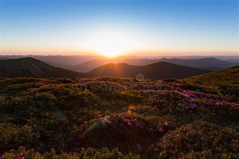 Magic Pink Rhododendron Flowers On Summer Mountain Stock Image Image