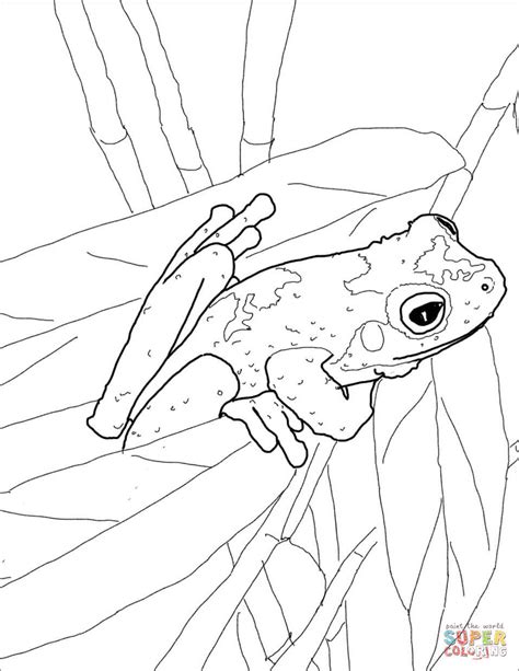 Poison Dart Frog Coloring Page At Getdrawings Free Download