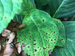 To plant hydrangeas, simply dig the planting holes 2 feet wider than the root ball. Leaf Spots Abound on Hydrangeas this Time of Year ...