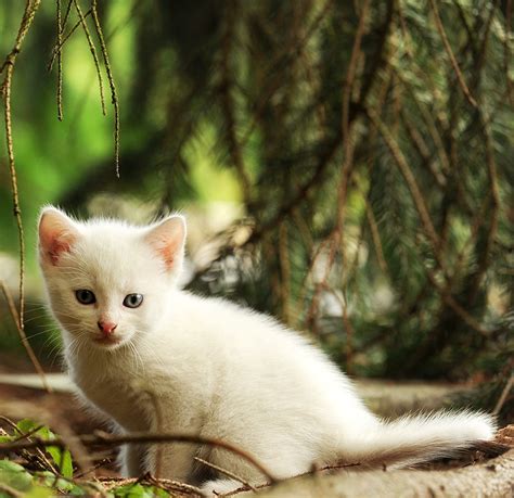 Most colourpoint kittens are born all white and then develop color as they age. White Cat Names - Top 100 Best Names For White Cats