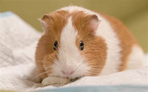 A Complete Guide To Guinea Pig Colors With Photos