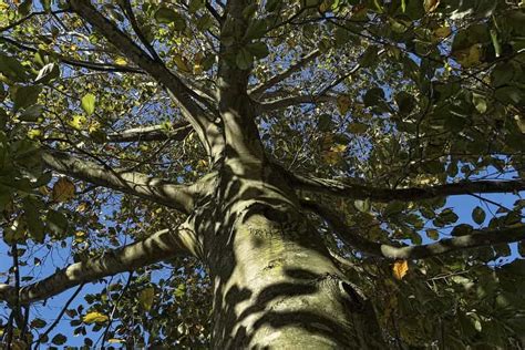 Beech Trees Are Booming In Northeastern United States Due To Climate
