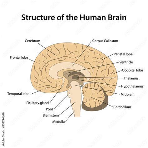 Structure Of The Human Brain With Main Parts Labeled Sagittal View Of