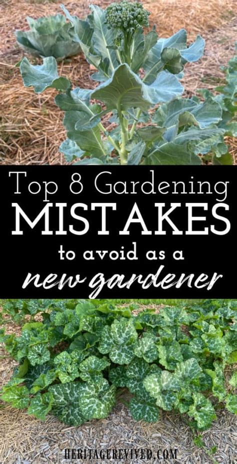 Top 8 Beginner Gardening Mistakes To Avoid Heritage Revived