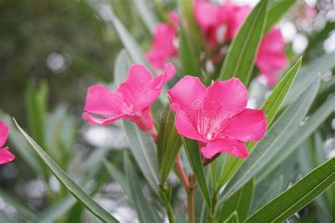 Pink Nerium Oleander Flower In Nature Garden Stock Photo Image Of